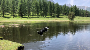 Fliegender Hund: Milo liebt Wasser und Stöckchen über alles.