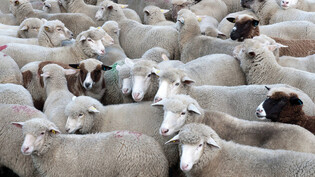 Neu gibts Futtergeld: Wenn Schafe ins Tal getrieben werden, weil man sie auf der Alp nicht mehr vor Wölfen schützen kann, zahlt der Bund neu einen Beitrag ans Futter. 
