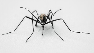 Verbreitet: Die japanische Buschmücke gehört in der Schweiz zu den gebietsfremden Mückenarten.