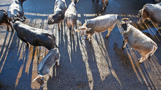Das Tierwohl im Fokus: Diese behornten Tiere der Rasse Rätisches Grauvieh geniessen viel Auslauf auf einem Bündner Bio-Hof. 