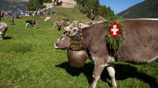 Geschmückt zur Feierlichkeit: In Celerina verlassen die Tiere die Alp am 17. September.