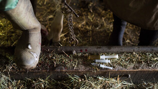 Medizin im Stall: Einige Glarner Landwirte müssen sich eine neue Tierarztpraxis suchen, weil die Tierarztpraxis am Kreis in Netstal sich auf Haustiere beschränkt. 