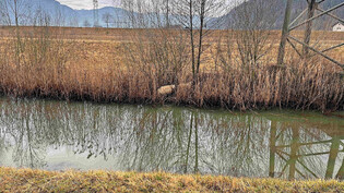 Verängstigt: Zwei Schafe flüchten vor dem Hundeangriff in die Büsche am Seitengraben des Linthkanals.