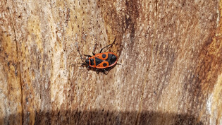 Dieser Käfer geniesst auf einem kahlen Baumstamm die Frühlingssonne.