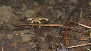 Tod durch Unfall: Viele Amphibien sterben auf der teilweise kilometerlangen Reise zu einem Laichgewässer.