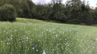 Blaue Blumen überall: Seit dem vergangenen Sommer prägen Flachswiesen wieder die Landschaft der Val Müstair.