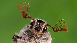 Im Frühling aktiv: Ein Maikäfer krabbelt über ein Blatt.