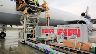 Das Boxen mit den beiden Pandas für den Berliner Zoo werden in Chengdu ins Flugzeug verladen.