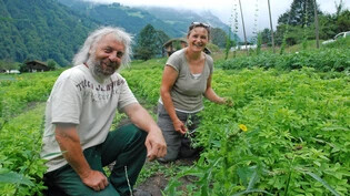 Können gut lachen: Fredy und Pia Kyburz freuen sich auf die bevorstehende Ernte ihres Zigerklees.