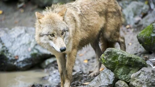 Wolf Zoo