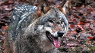Vom Tier, das in Kaltbrunn gesichtet wurde und mit grosser Wahrscheinlichkeit ein Wolf war, fehlt jede Spur. 