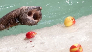 Elefantendame Trompita, Hauptattraktion im Zoo von Guatemala, feierte am Wochenende den 57. Geburtstag. Als Geschenk erhielt sie einen 105 Kilo schweren Kuchen aus Früchten und Gemüsen. (Symbolbild)