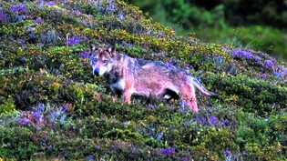 Einer der Ersten: Der Surselva-Wolf blickt im August 2006 oberhalb von Pigniu in die Kamera.