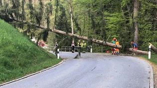 Der Föhnsturm vom Mittwochabend hat einen Baum umgerissen, der die Strasse zwischen Gommiswald und Rieden blockierte.
