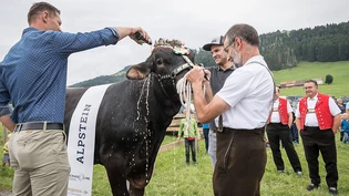 Die beiden Paten Thomas Sutter und Martin Hersche taufen Siegermuni "Alpstein".
