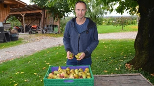 Aussortiert: Diese Birnen von Obstbauer Stefan Bächli wurden vom «Stinkkäfer» heimgesucht. 