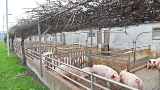 Viel Auslauf: Den Schweinen auf Steiners Hof scheint es gut zu gehen.