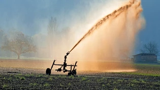 Kann fatale Folgen haben: Wird Gülle zu nahe an Gewässern ausgebracht, kann das Fische und andere Wasserlebewesen gefährden.