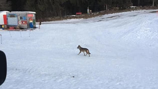 Am Donnerstagmorgen spazierte ein Wolf seelenruhig durchs Kinderland der Skischule Obersaxen.