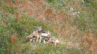 Wölfe in der Surselva: Jungtiere aus dem Beverinrudel im vergangenen September.