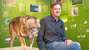 Mensch und Wolf: Museumsdirektor  Ueli Rehsteiner neben dem präparierten Jungwolf aus dem Beverinrudel.