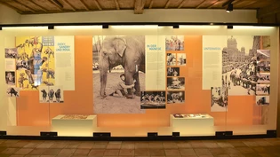 100 Jahre Knie-Elefanten: Die Ausstellung im Stadtmuseum Rapperswil-Jona ist seit gestern offen.