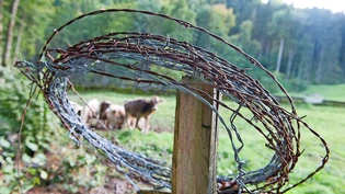 Den Jägern ein Dorn im Auge: Zäune aus Stacheldraht führen zu Unfällen von Wildtieren, schützen aber eingezäunte Weidetiere.Bild Archiv