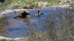 Besonders das Bärenland zieht viele Besucherinnen und Besucher nach Arosa.