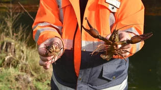 Bereit zum Umsiedeln: Zwei Edelkrebse aus dem Uzend Fabrikweiher.