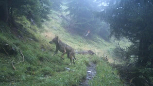 Hier als Symbolbild zu sehen: Ein Wolf aus dem Ringelspitzrudel, aufgenommen mit einer Fotofalle im vergangenen Jahr.