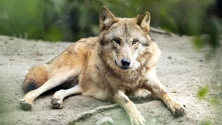 Der Ständerat fordert neue Vorschriften, um die Wölfe in der Schweiz in Schranken zu halten und die Herden besser zu schützen. Im Bild ein Wolf in einem Zoo.