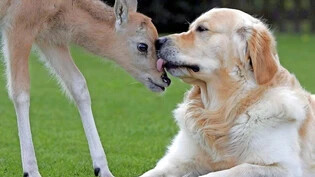 Der Eindruck täuscht: Nicht immer verläuft die Begegnung zwischen Hund und Wildtier so harmonisch wie hier. 
