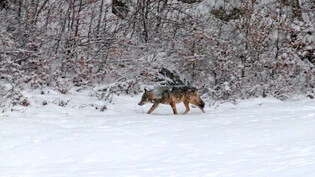 Schwelle soll gesenkt werden: Nach 15 Nutztierrissen droht heute einem Wolf die «Regulierung» – im Bild ein Tier des Glarner Rudels.