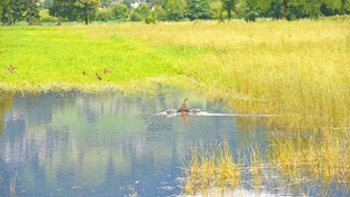 Enten geniessen an der Grynau einen neuen Teich.