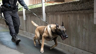 «Ausgeprägtes Beutefangverhalten»: Ein belgischer Schäferhund steht im Einsatz für die Polizei. 