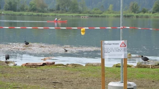 Algenfetzen wabern, Wasservögel schnattern: Die Idylle am Schmerkner Seeufer ist mit Vorsicht zu geniessen.
