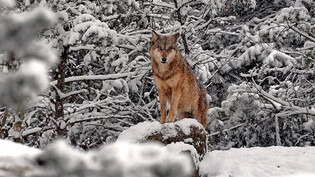 Wenn in den Bergen der Schnee liegt: Im Winter folgt der Wolf seiner Beute vermehrt bis in die Siedlungsgebiete.