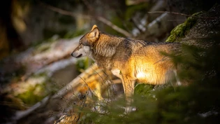 Problematische Wölfin: Die Wildhut des Kantons Glarus hat eine Wölfin erlegt.