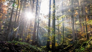 Tag des Waldes: Jedes Jahr am 21. März wird der internationale Tag des Waldes gefeiert.