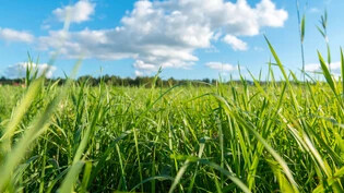 Geringe Erfolgsaussichten: Ein kleiner Glasigel im Gras ist ebenso schwer zu finden wie die berühmte Nadel im Heuhaufen.