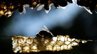 Bienenforscher Peter Neumann schlägt Alarm: "Alle Honigbienenvölker der Schweiz sind chronisch krank", so der Professor vom Institut für Bienengesundheit der Uni Bern. "Und wenn die Imker nichts dagegen unternehmen, sind alle Völker in ein bis zwei…