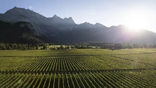Wegen der warmen Temperaturen in der Schweiz fand die Weinlese rund drei Wochen früher statt als im Mittel.