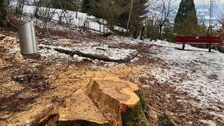 Wenige Zentimeter gesundes Holz: Buchenstumpf bei der Feuerstelle. 