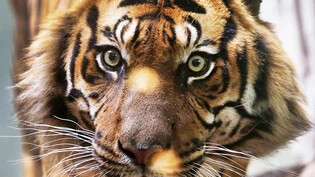 Sumatra-Tiger sind stark vom Aussterben bedroht. (Archivbild)
