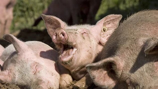 Die Fütterung von Schweinen mit Schokolade und Teigwaren hat laut einer neuen Studie keinen Einfluss auf die Fleischqualität. (Symbolbild)