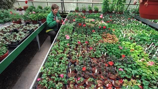 Der Bundesrat soll beispielsweise Gärtnereibetriebe nicht explizit zwingen können, Topfpflanzen vor der Entsorgung vom Plastiktopf zu befreien. (Archivbild)