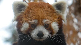 ARCHIV - Ein Roter Panda im Buin Zoo: Ein solches Tier wurde am Flughafen von Bangkok von Zollbeamten entdeckt. (Symbolbild) Foto: Cristobal Escobar/Agencia Uno/dpa