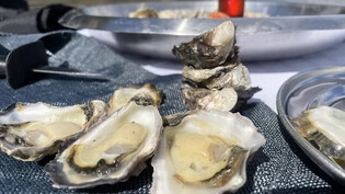 PRODUKTION - Frische Sydney Rock Oysters liegen auf einem Tisch während einer Tour zu einer Austernfarm. Austernzüchterin S. Beaumont bietet mit ihrer «Sydney Oyster Farm Tour» einen Austernlunch im Wasser an. - Köstlich oder schleimig? An Austern…