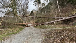 Naturgewalt: Den starken Sturmböen über die Ostertage konnten manche Bäume nicht standhalten. 