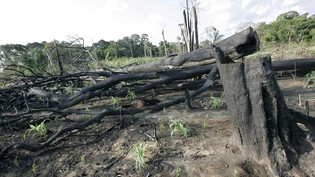 In Brasilien und Kolumbien wurde 2023 deutlich weniger Regenwald abgeholzt als in den Vorjahren - weltweit blieb die Abholzung jedoch fast auf dem gleichen Niveau. (Archivbild)